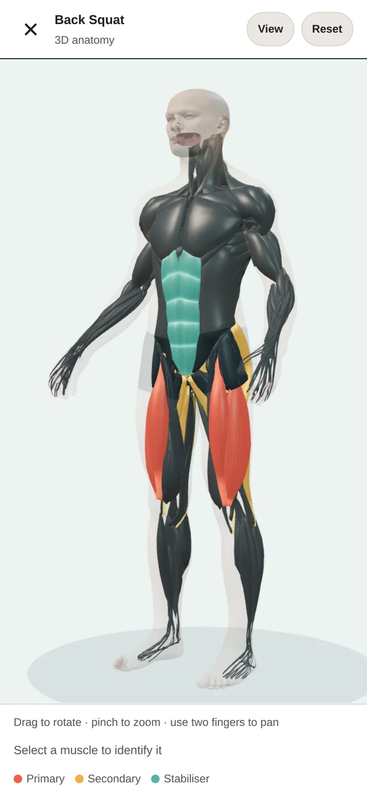 Muscle involvement shown in the app's movement anatomy view